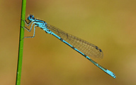 Azure Bluet (Male, Coenagrion puella)